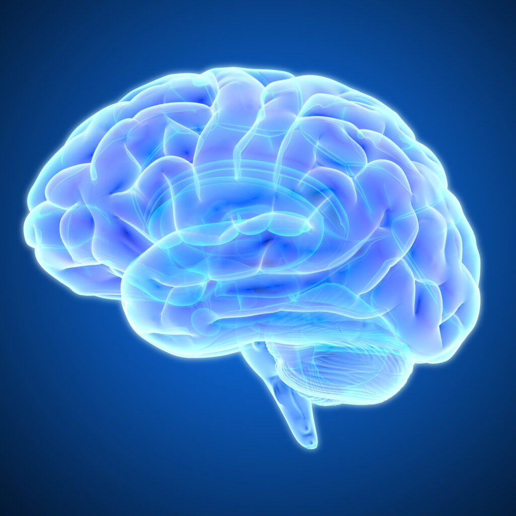 cerveau artistique bleu
